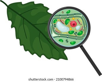 Green leaf and plant cell under magnifying glass isolated on white background