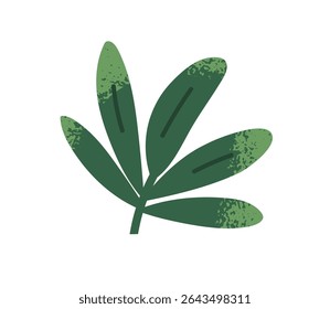 Green leaf plant. Fan-shaped tropical leaves, foliage. Fresh exotic leafy stem, greenery. Botanical decorative design element, nature decor. Flat vector illustration isolated on white background