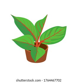 Green leaf plant isolated on a white background. Illustration vector