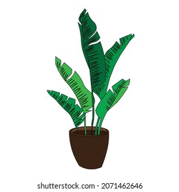 green leaf plant in pot