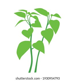 
Green leaf plant, vector illustration, white background 