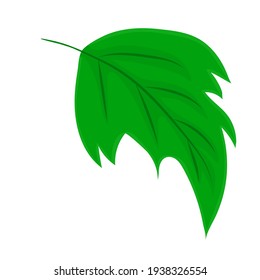 green leaf plant, vector illustration
