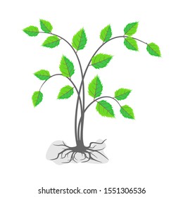 green leaf plant with a white background vector