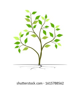 Green leaf plant with white background. Illustration vector