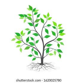 green leaf plants and isolated roots on a white background. illustration vector