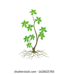 green leaf plants and isolated roots on a white background. illustration vector