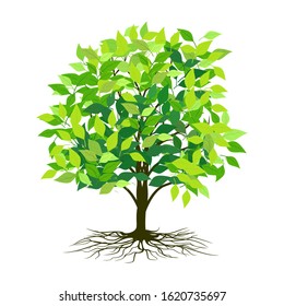 green leaf plants and isolated roots on a white background. illustration vector