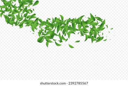 Green Leaf Realistic Vector Transparent Background Brochure. Herbal Greens Banner. Olive Foliage Flying Branch. Leaves Motion Poster.
