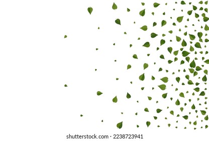 Green Leaf Realistic Vector White Background Banner. Tea Foliage Branch. Grassy Greens Fly Template. Leaves Fresh Pattern.