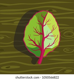 Green leaf with red veins. Fresh vegetable on a green wooden table. Isolated object for the menu of the restaurant and cafe. Vector illustration