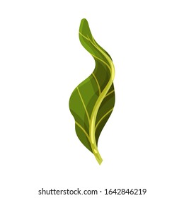 Green Leaf of Romanesco Cabbage with Fibers Isolated on White Background Vector Illustration