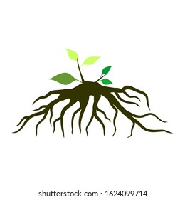 green leaf and root plant with white background, symbol of root and leaf icon. illustration vector