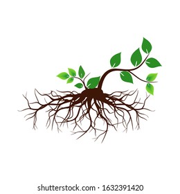 green leaf and root plant with white background, symbol of root and leaf icon. illustration vector