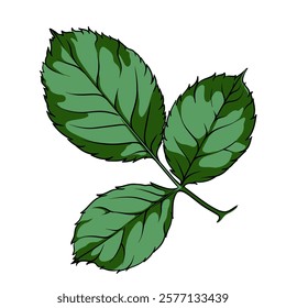 Green leaf of rose flower, vector illustration on isolated background. Hand drawn botanical plant. Minimalistic style. Suitable for decoration and design, logo.
