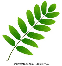 green leaf rowan