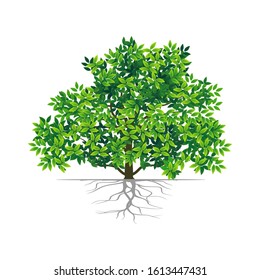 Green leaf shade plant with white background, vector illustration