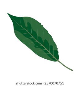 Green leaf showing intricate veins and smooth surface with a vibrant hue in natural light