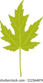 Green leaf of silver maple