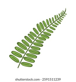 Green leaf similar to fern or biophytum on a white background. Decorative element for arranging bouquets in floristry. Isolated vector illustration.