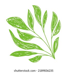 Green leaf sketch. Hand drawn vector illustration. Pen or marker doodle plant