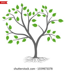 Green leaf Spring Tree. Vector Rooted plants in the garden with a white background