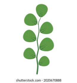 green leaf stalk vector on white background