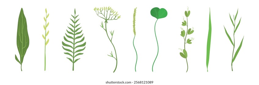 Green Leaf Stem and Stalk as Foliage Vector Set