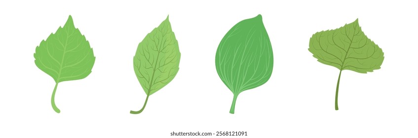 Green Leaf Stem and Stalk as Foliage Vector Set