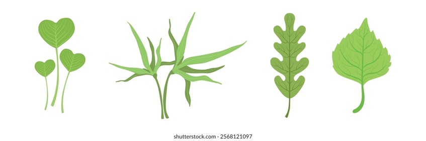 Green Leaf Stem and Stalk as Foliage Vector Set