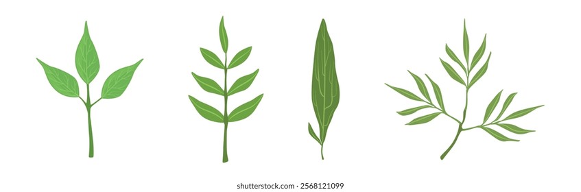 Green Leaf Stem and Stalk as Foliage Vector Set