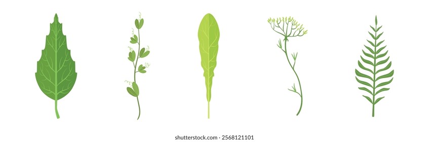 Green Leaf Stem and Stalk as Foliage Vector Set