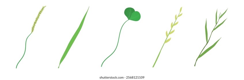 Green Leaf Stem and Stalk as Foliage Vector Set