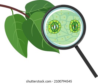 Green leaf and stomatal complex with open and closed stoma under magnifying glass isolated on white background
