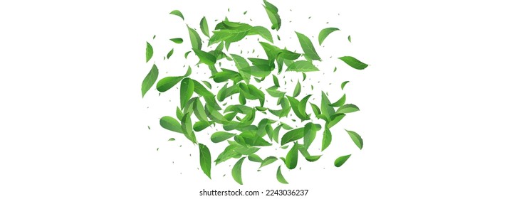 Green Leaf Swirl Vector Panoramic White Background Template. Tea Foliage Design. Mint Greens Ecology Banner. Leaves Flying Brochure.