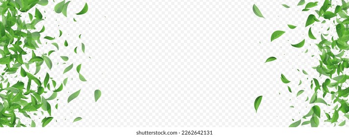 Green Leaf Swirl Vector Panoramic Transparent Background Template. Transparent Greens Border. Mint Leaves Realistic Design. Foliage Nature Brochure.