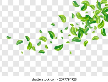 Green Leaf Swirl Vector Transparent Background Brochure. Tree Leaves Backdrop. Olive Foliage Nature Poster. Greens Ecology Wallpaper.