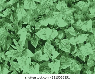 green leaf Tabernaemontana divaricata wallpar. Tree popular to decorate the garden.It is a shrub with white flowers. Cape jasmin