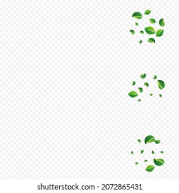 Green Leaf Tea Vector Transparent Background. Forest Leaves Branch. Mint Foliage Falling Brochure. Greens Swirl Plant.