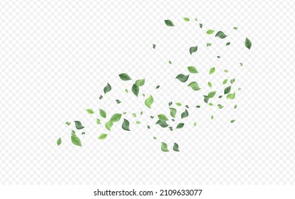 Green Leaf Tea Vector Transparent Background Brochure. Fly Leaves Branch. Mint Greenery Wind Design. Foliage Fresh Poster.