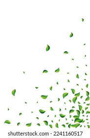 Green Leaf Tea Vector White Background. Ecology Greens Banner. Lime Leaves Abstract Wallpaper. Foliage Motion Template.