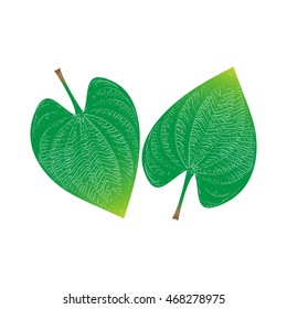 Green leaf with texture. Leaf have porous and rough isolated on white background. Easy to change color. Leaf icon.