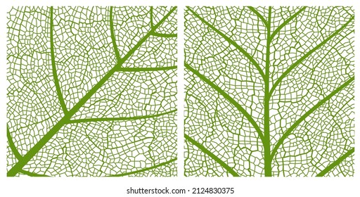 Fondo de patrón de textura de hoja verde con patrón de hoja de cierre con venas y células. Hojas de árboles o plantas vivas esqueléticas de la estructura macro. Fondo o fondo de fondo de vectores florales y botánicos