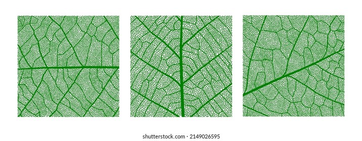 Green leaf texture pattern, leaf background with veins and cells, vector tree plant in macro closeup. Green leaf texture, nature and floral or palm leaf foliage, organic environment and ecology