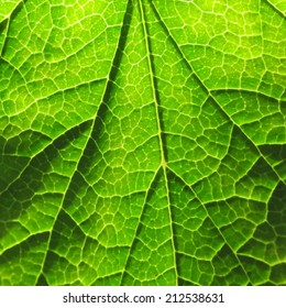 Green leaf texture. Vector. Bright sunny day.