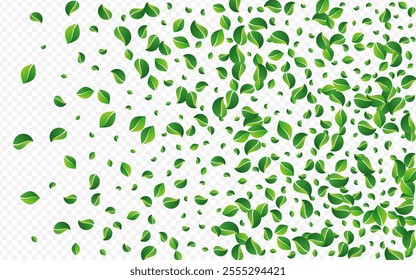 Green Leaf Transparent Vector Transparent Background. Fly Leaves Poster. Swamp Greens Nature Illustration. Foliage Tree Border.