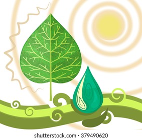 Green leaf of the tree, drop of water, and the summer sun on a white background.