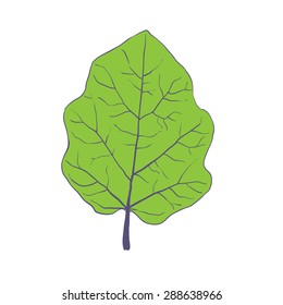 Green leaf of tree, isolated on white, vector illustration
