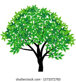 Green leaf tree on a white background. Vector illustration. - Vector