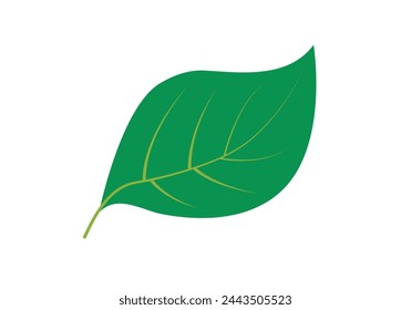 Hoja verde de un árbol sobre fondo blanco.