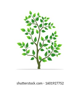 Green leaf tree plant with white background. Vector